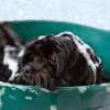 Pet Medical Bath